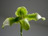 Paphiopedilum Esquirolei Var album x sib crystal river (Popow Orchids